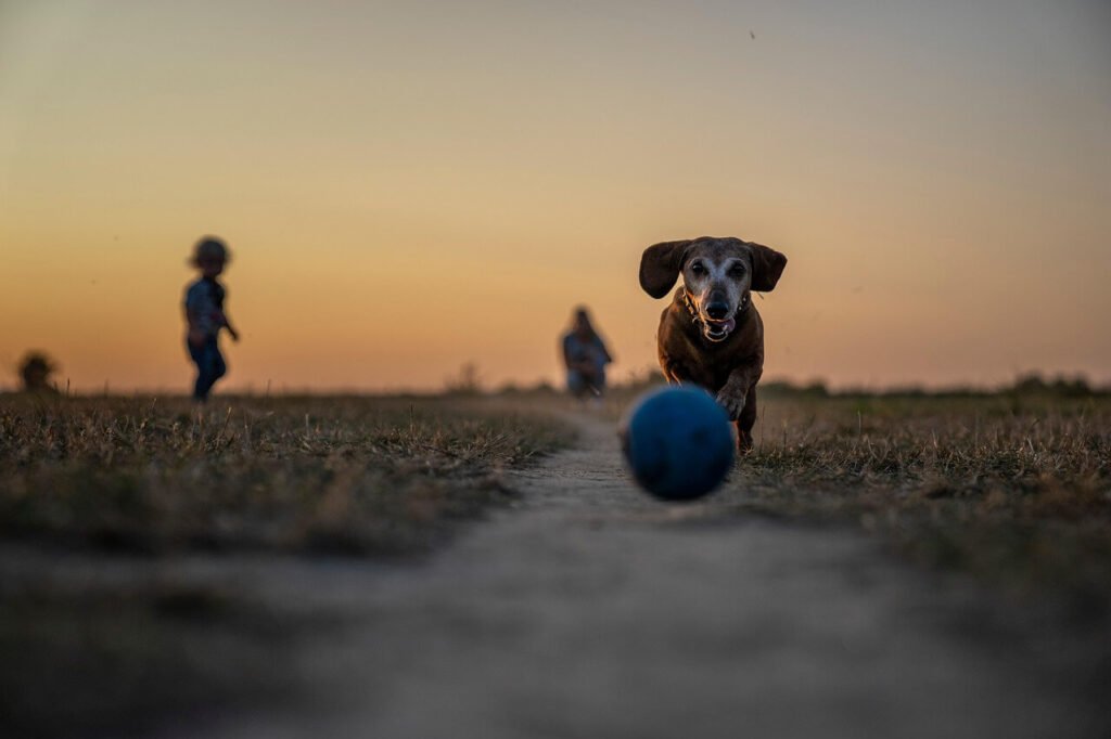 Why Is My Dog Puking Foam? Best 7 Health Tips!