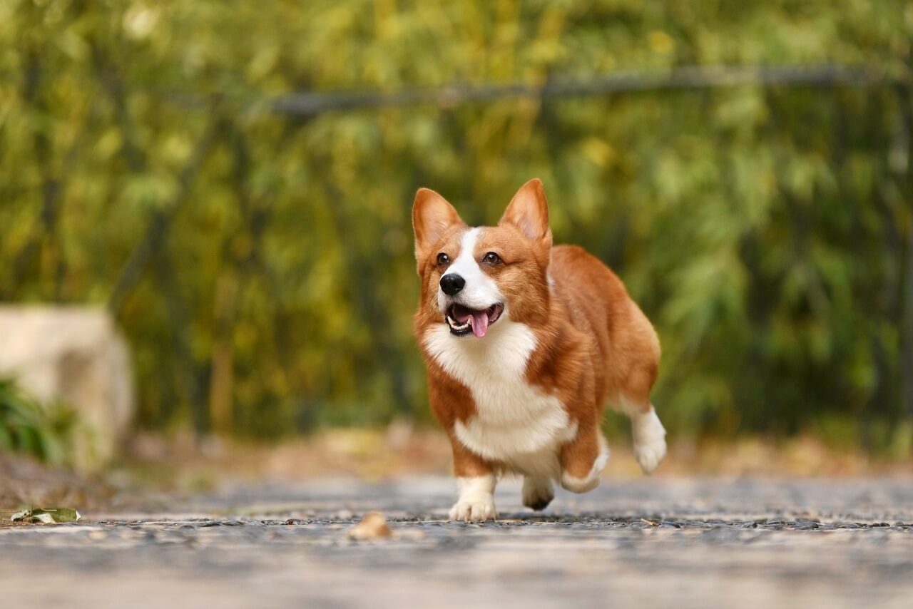Understanding Follicular Cysts in Dogs: Best 7 Health Tips!