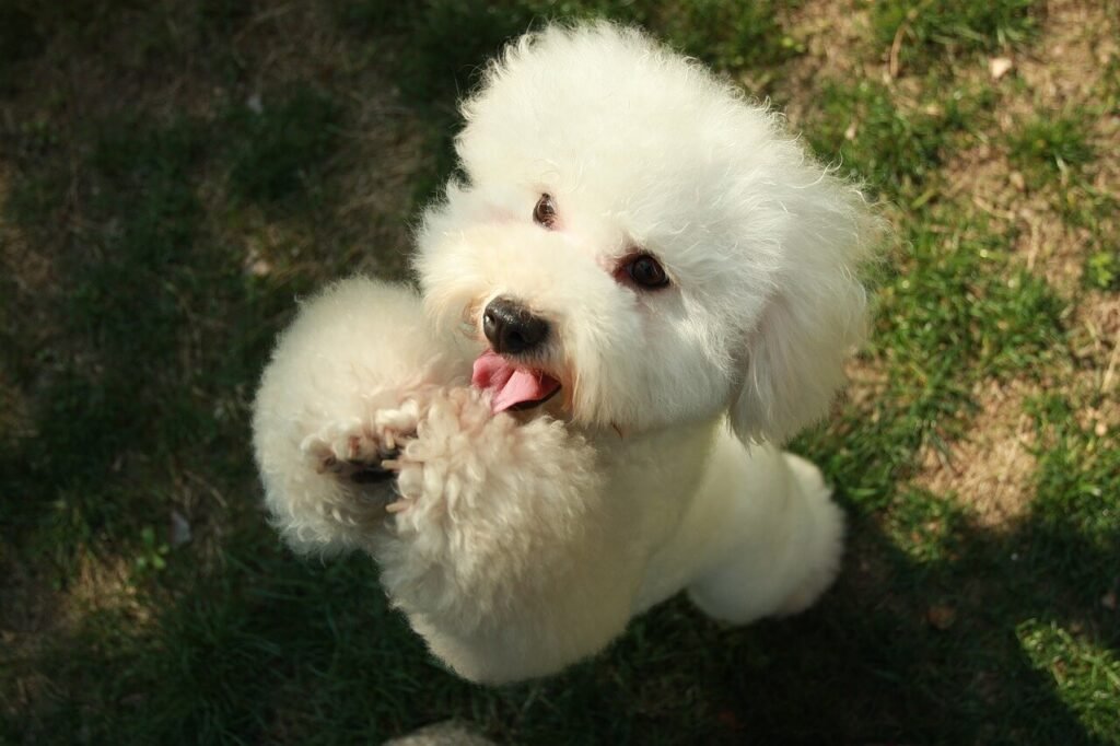 Bromethalin Dog Survival Rates: Best 7 Health Tips!