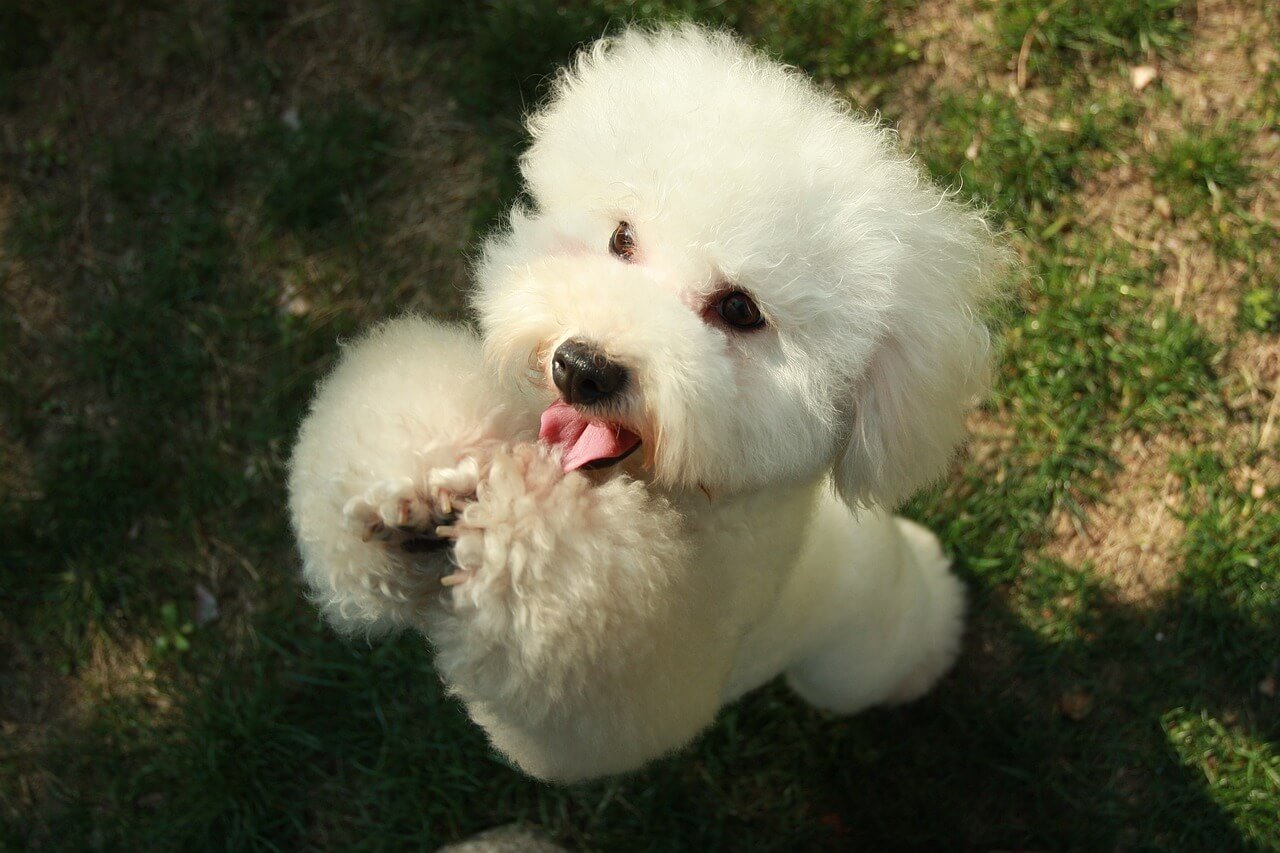 Bromethalin Dog Survival Rates: Best 7 Health Tips!