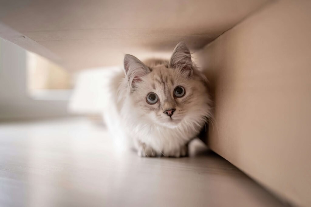 What Can I Give My Cat for Sneezing? Best 7 Health Tips!