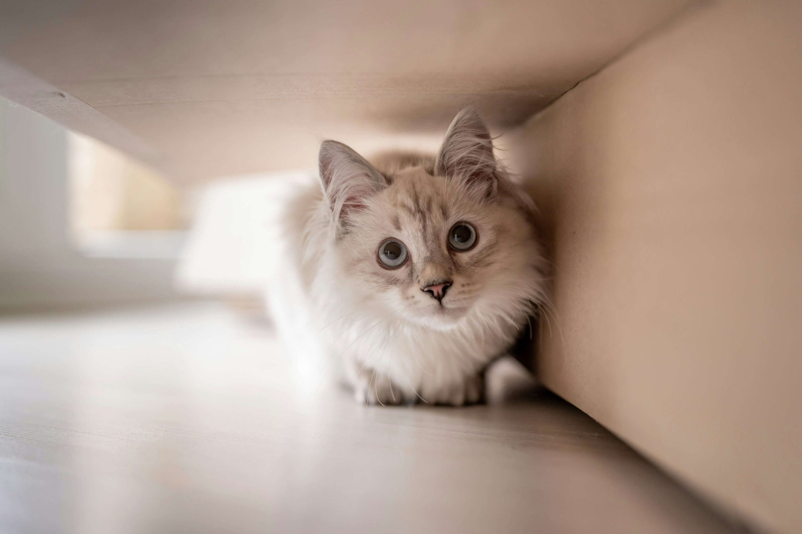 What Can I Give My Cat for Sneezing? Best 7 Health Tips!