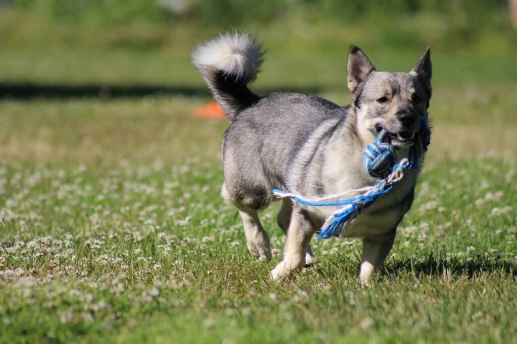 Scandinavian Dog Breeds: Best 7 Expert Tips!