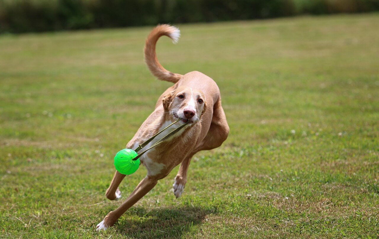 Can Dogs Eat Whipped Cream? Best 7 Health Tips!