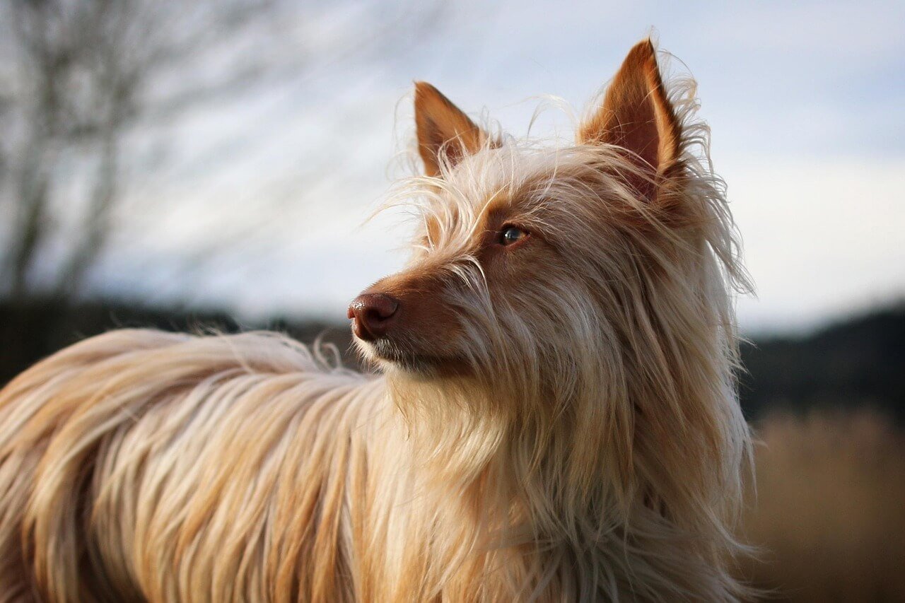 Why Does My Dog Growl at Night When I Move Him? Best 7 Tips