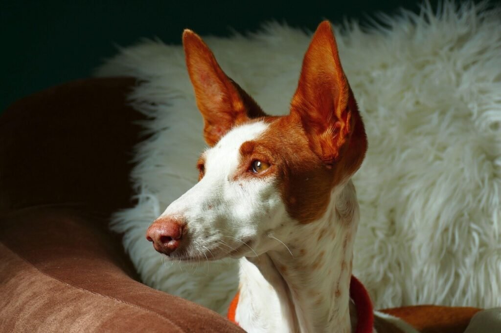 How Long to Wait to Feed Your Dog After a Walk: Best 7 Tips!