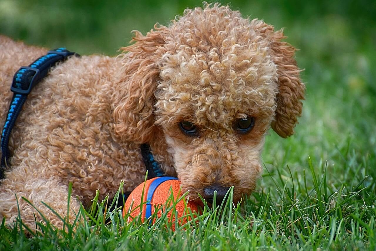 Why Is My Dog Scared of Me? Best 7 Behavior Tips!