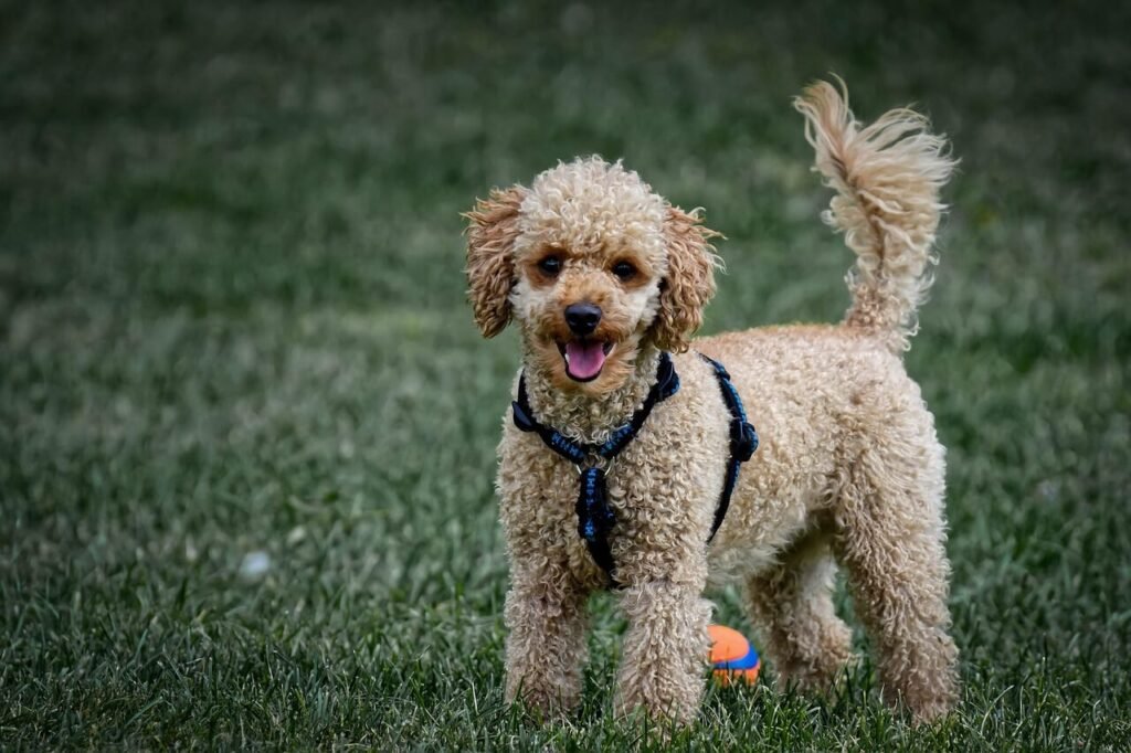 Why Is There Mucus in My Dogs Poop? Best 7 Expert Tips!