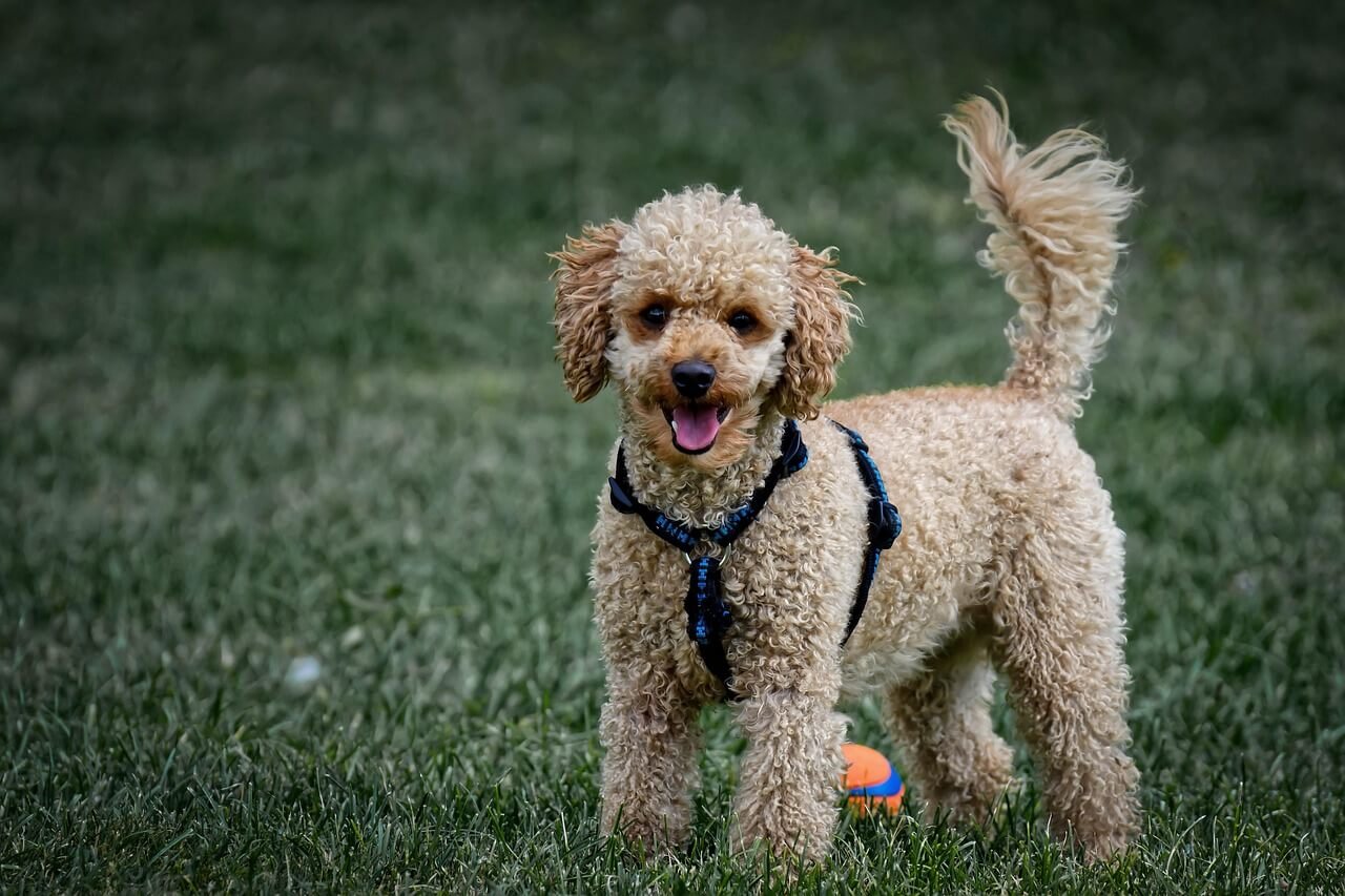 Why Is There Mucus in My Dogs Poop? Best 7 Expert Tips!