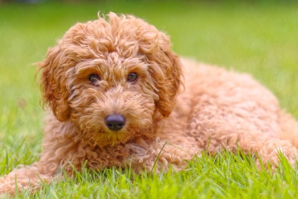 Why Do Dogs Love Sunbathing? Best 7 Expert Tips!