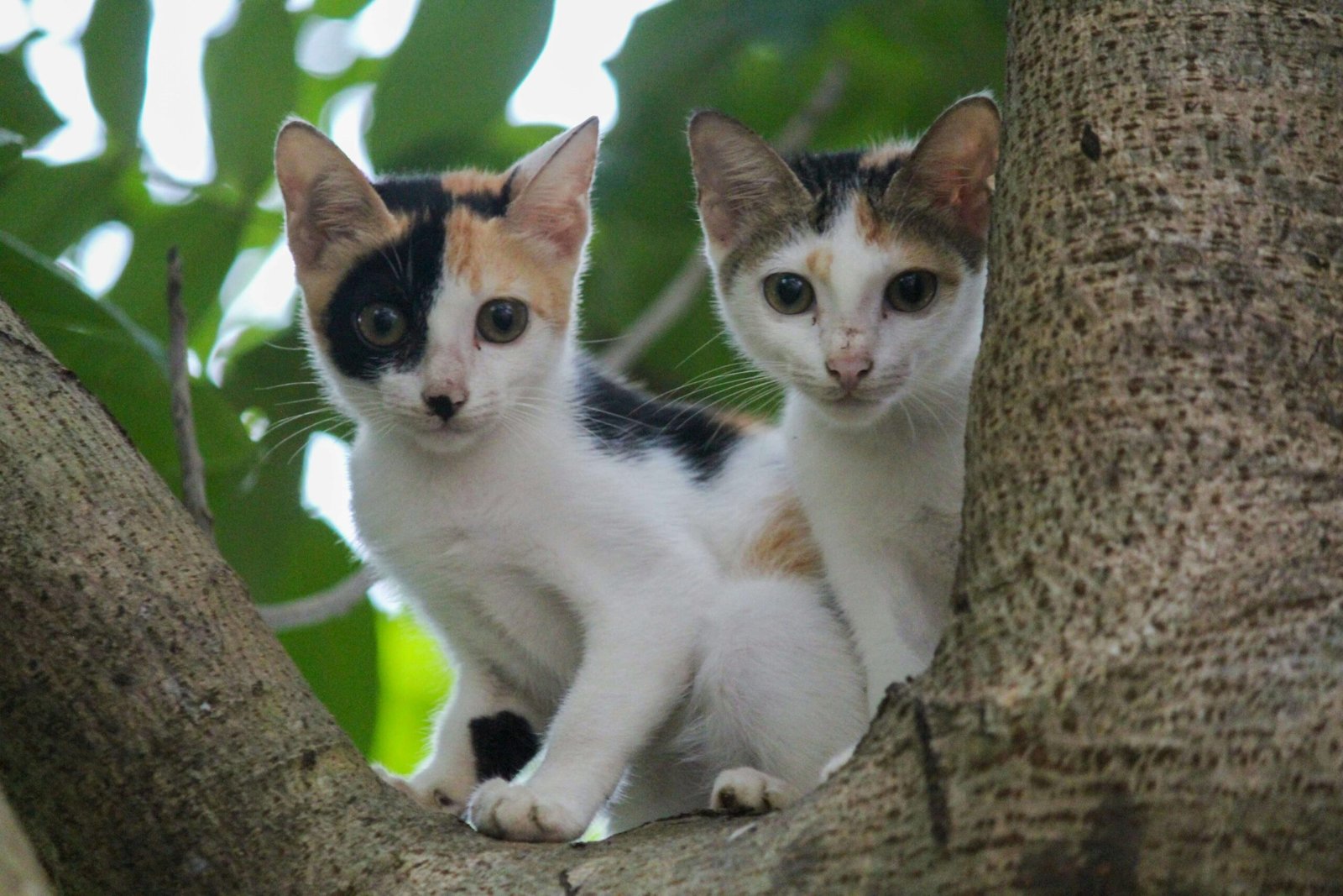 Why Is My Cat Shivering? Best 7 Expert Tips!