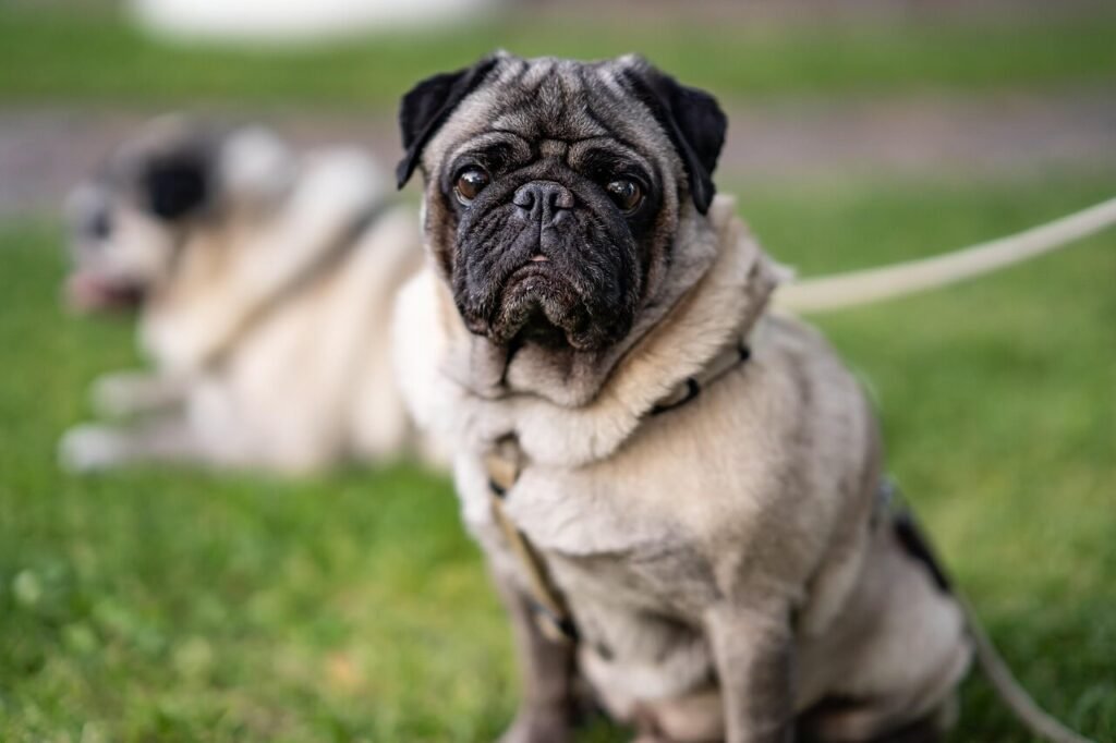 Understanding Dog Mouth Cancer Life Expectancy: Best 7 Tips!