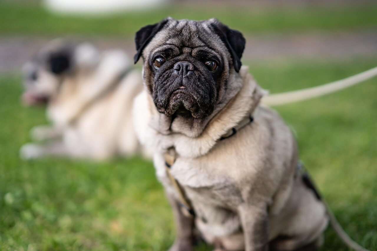 Understanding Dog Mouth Cancer Life Expectancy: Best 7 Tips!