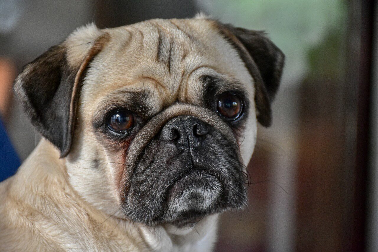 Understanding a Swollen Dog Face: Best 7 Health Tips!