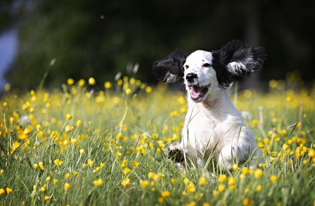 Understanding Blood Blisters on a Dogs Belly: Best 7 Tips!