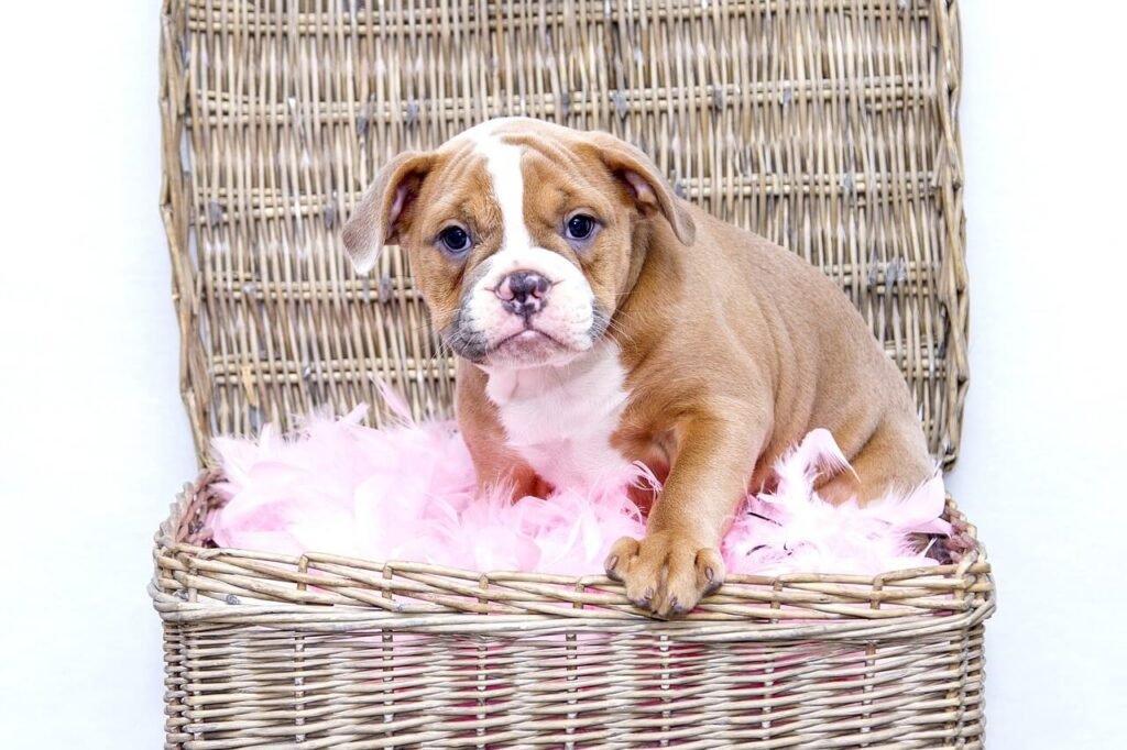 What to Feed a Dog with Inflammatory Bowel Disease: Best 7 Tips