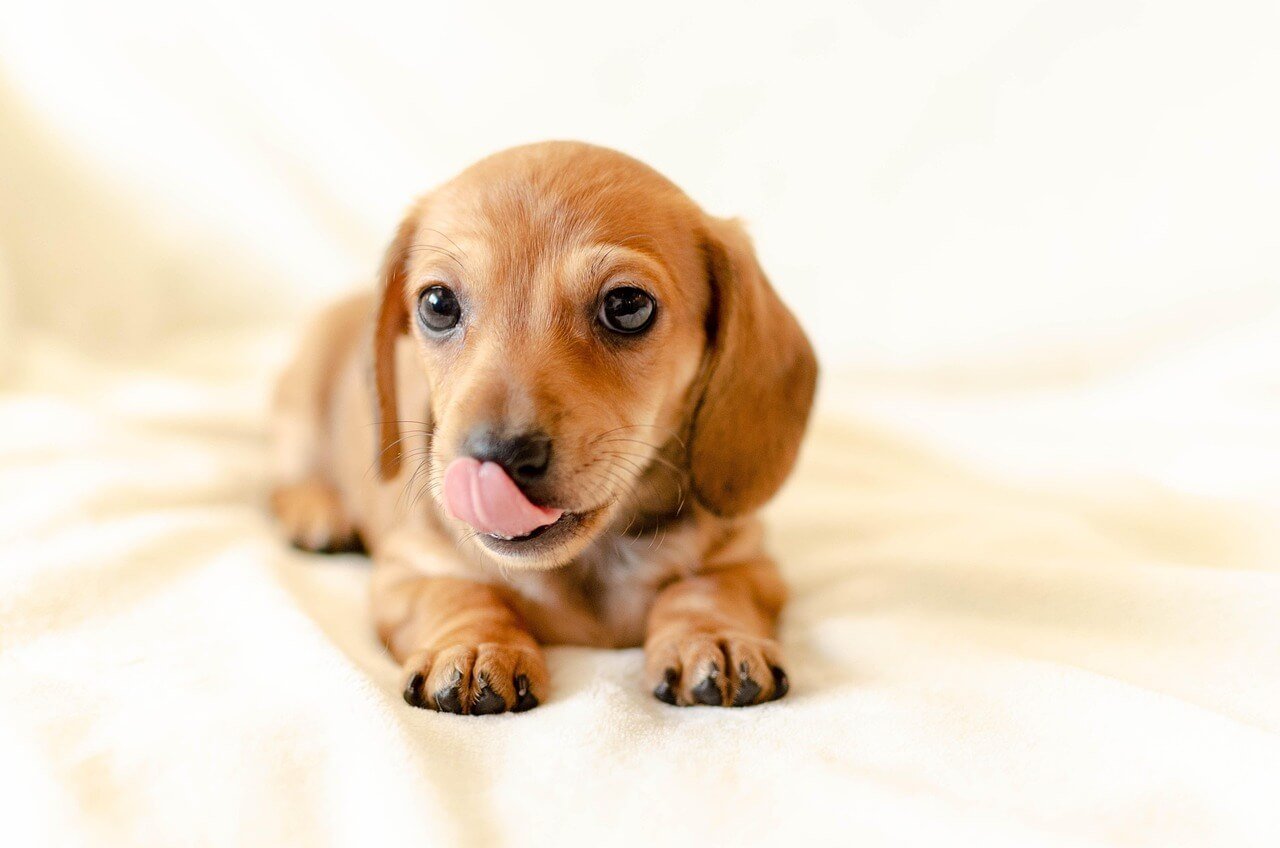 Understanding Spondylosis in Dogs: Best 7 Health Tips!