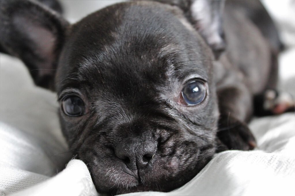Quiet Small Dog Breeds: Best 7 Expert Tips!