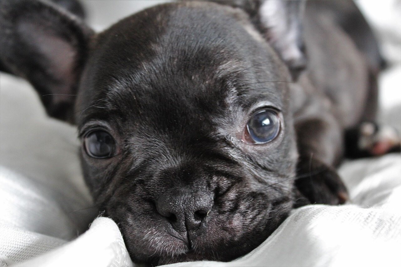 Quiet Small Dog Breeds: Best 7 Expert Tips!
