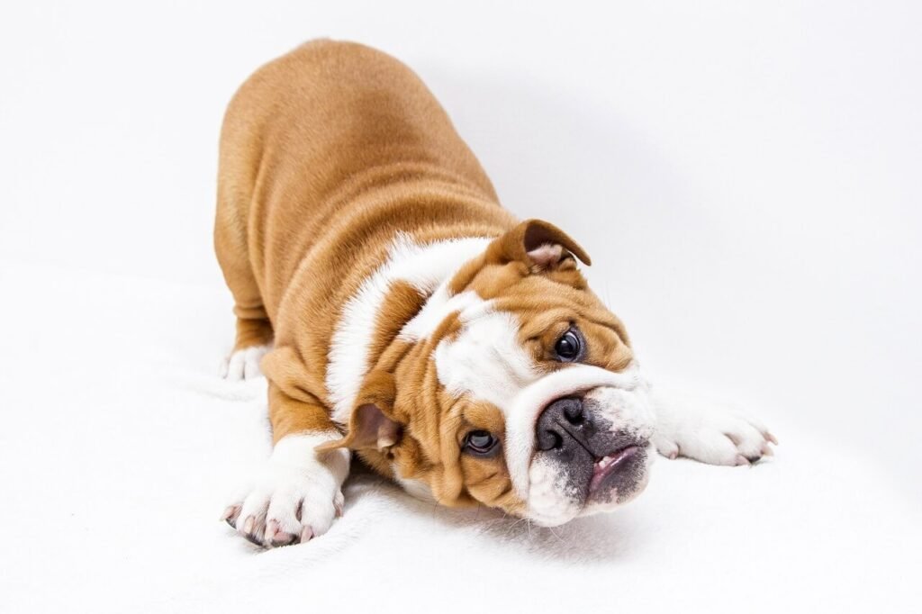 When Your Dog Ate Marshmallows: Best 7 Health Tips!