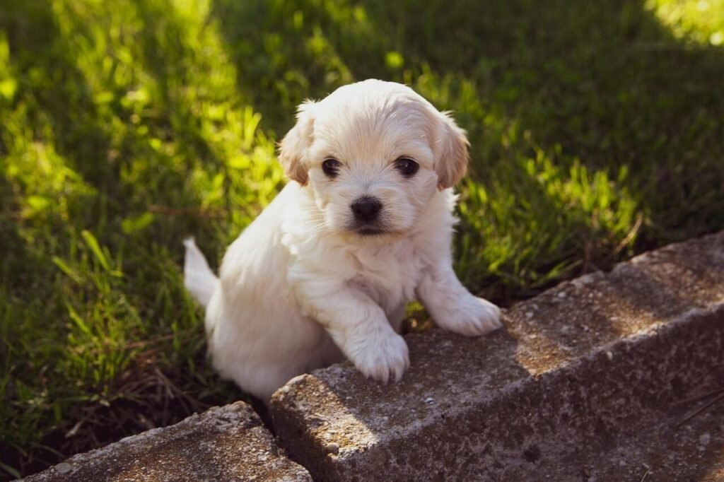 Why Is My Dog Scooting Their Butt on the Floor? Best 7 Tips!