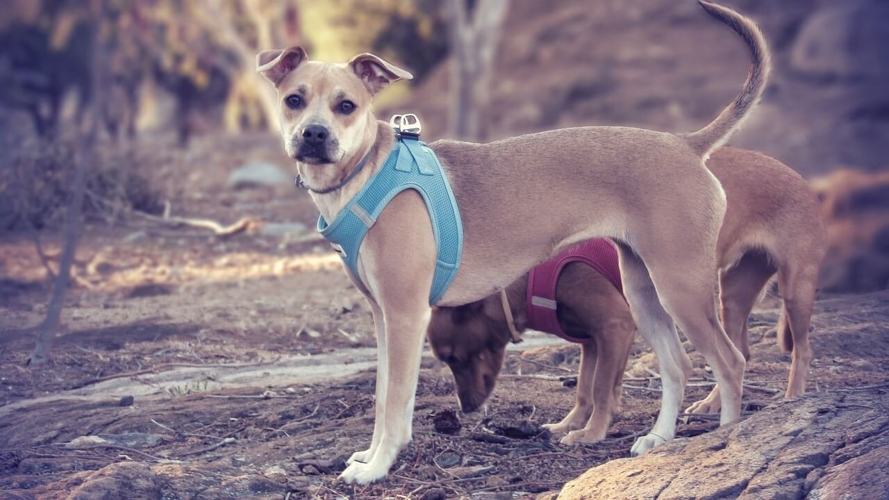 Can I Give My Dog Cetirizine? Best 7 Expert Tips!