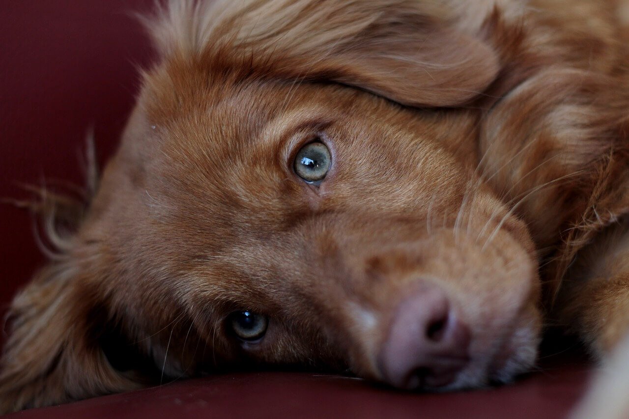 Why Does My Dog Yawn When I Pet Him? Best 7 Behavior Tips!