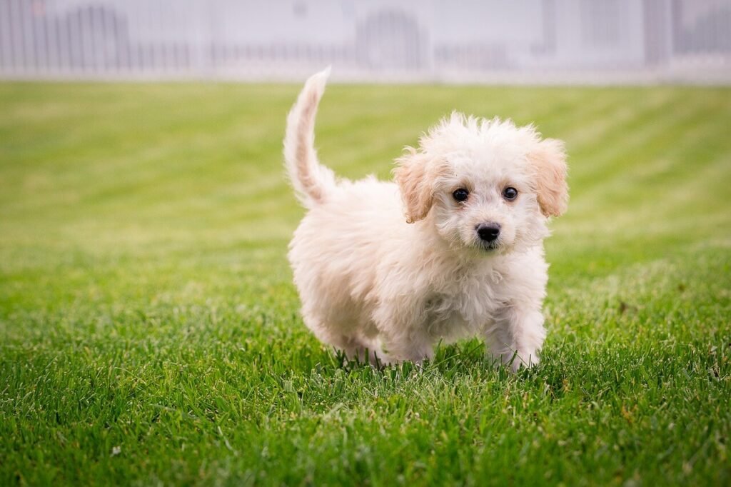Why Is My Dogs Poop Green? Best 7 Health Tips!