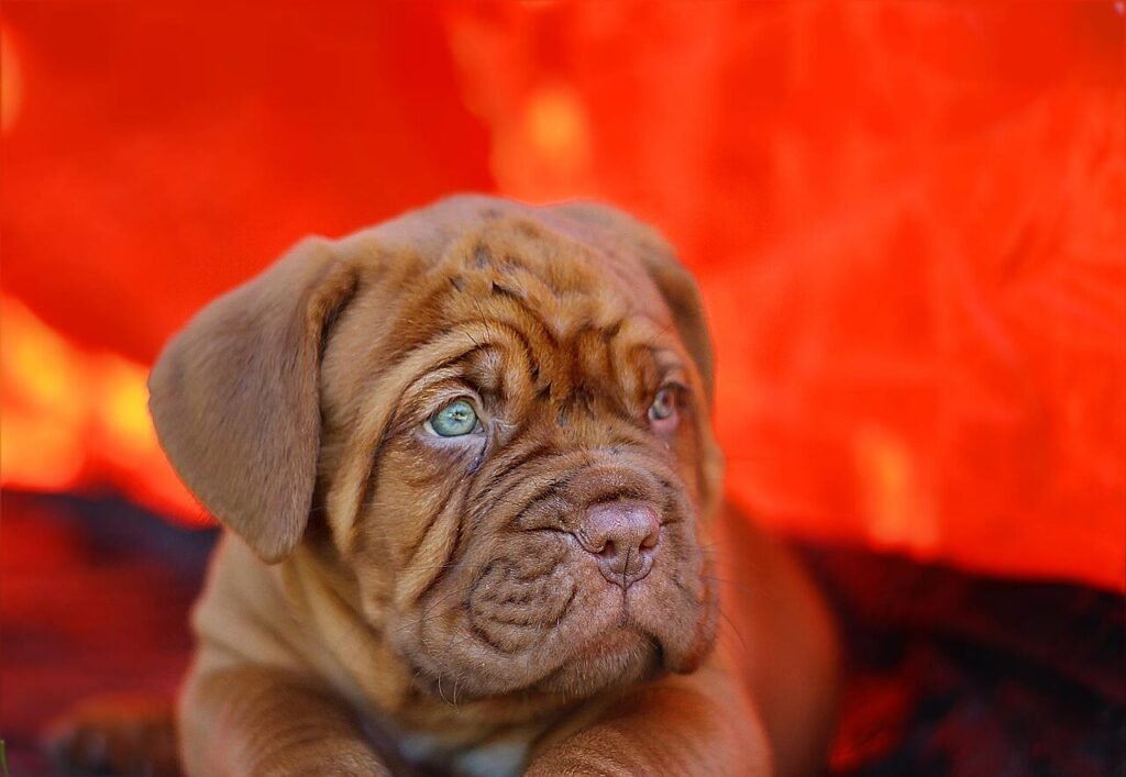 How to Make Your Dog Smell Better Without a Bath: Best 7 Tips