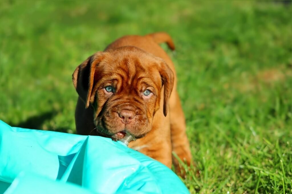 Why Is My Dog Snoring While Awake? Best 7 Behavior Tips!