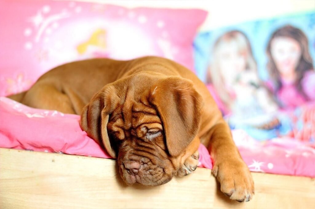 Why Does My Dog Steal My Spot? Best 7 Behavior Tips!