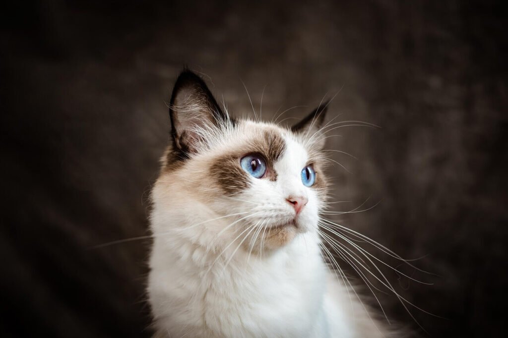 Why Is My Cat Growling? best 7 Behavior Tips!