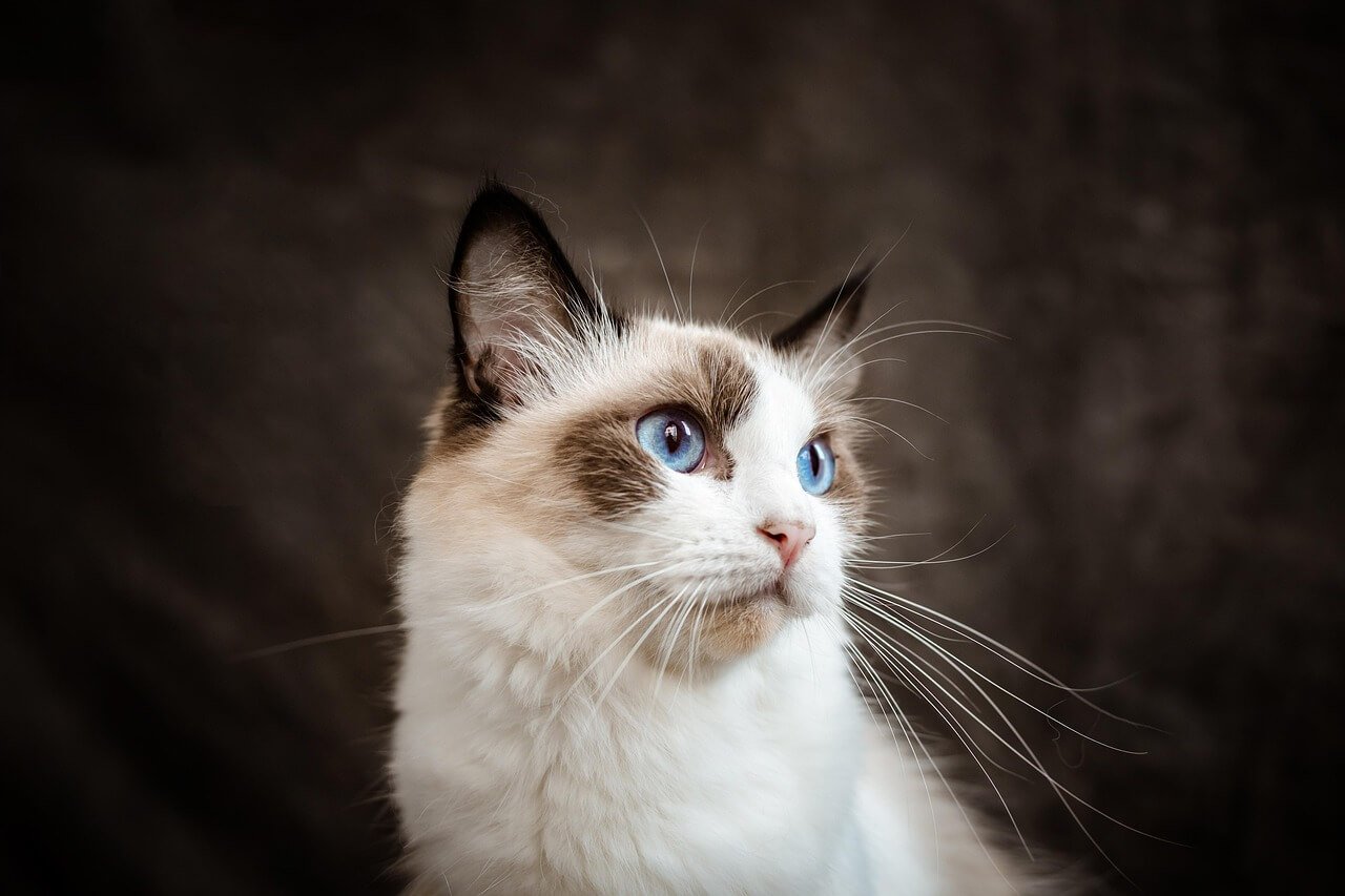 Why Is My Cat Growling? best 7 Behavior Tips!