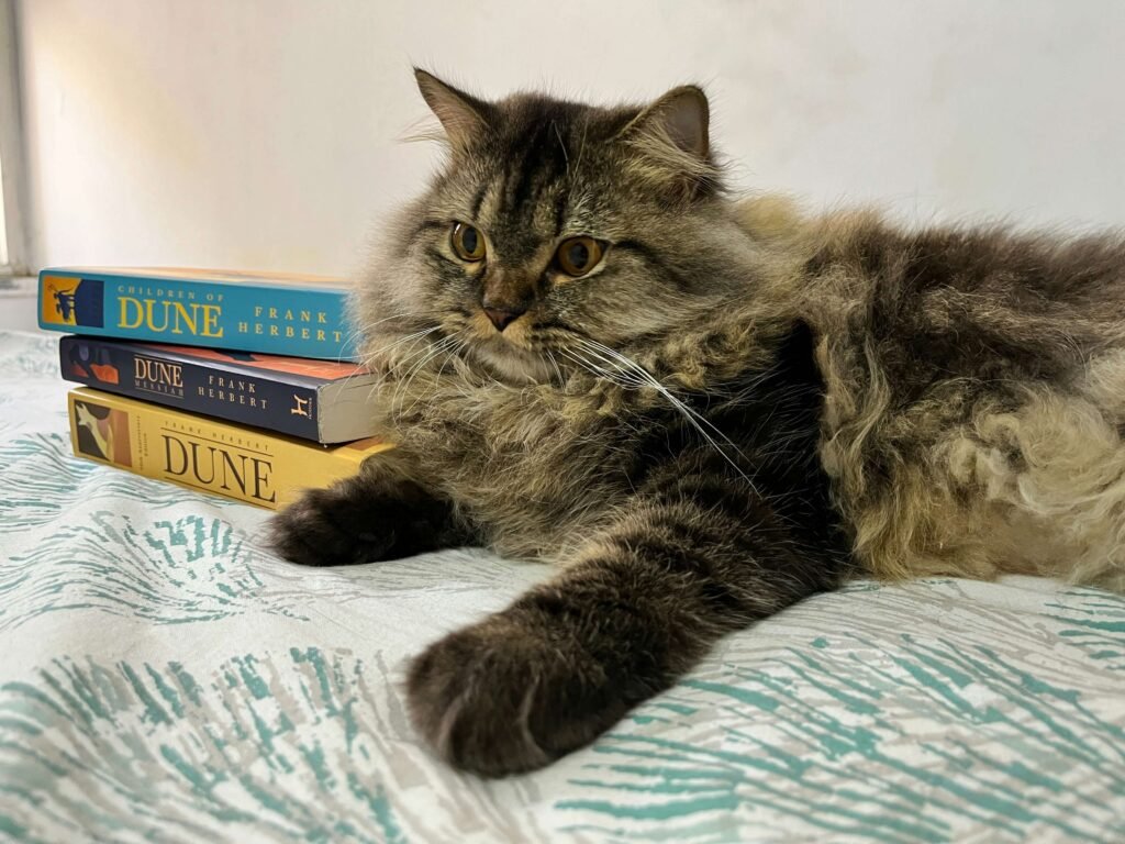 Why Is My Cat Pooping Outside the Litter Box? Best 7 Tips!