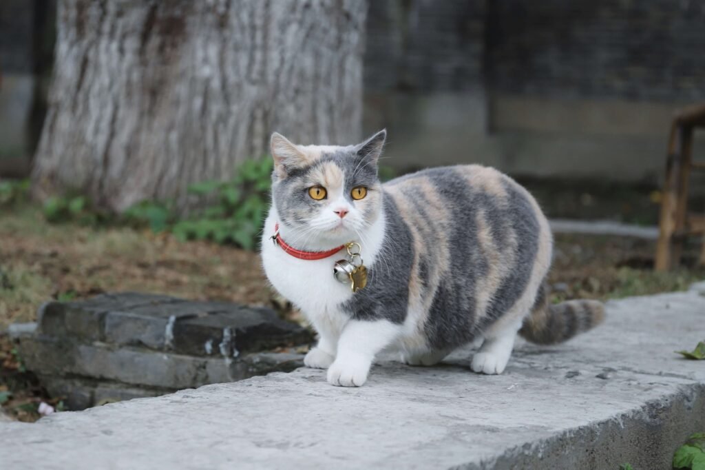 Munchkin Cat Price: Best 7 Expert Tips!