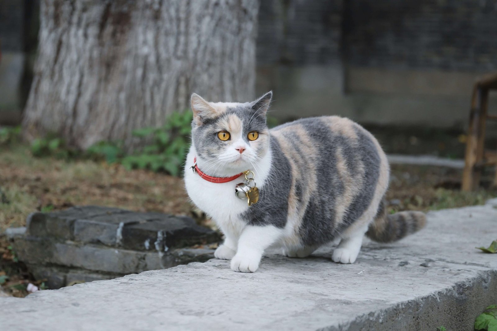 Munchkin Cat Price: Best 7 Expert Tips!