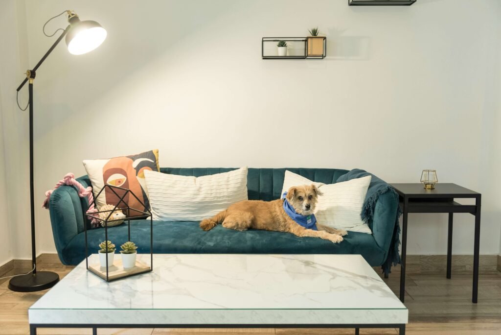 Best Dog Beds for Older Dogs: Best 7 Expert Tips!