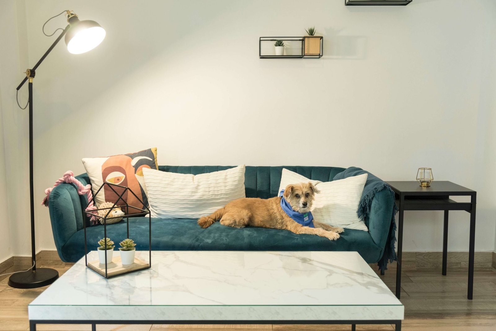 Best Dog Beds for Older Dogs: Best 7 Expert Tips!