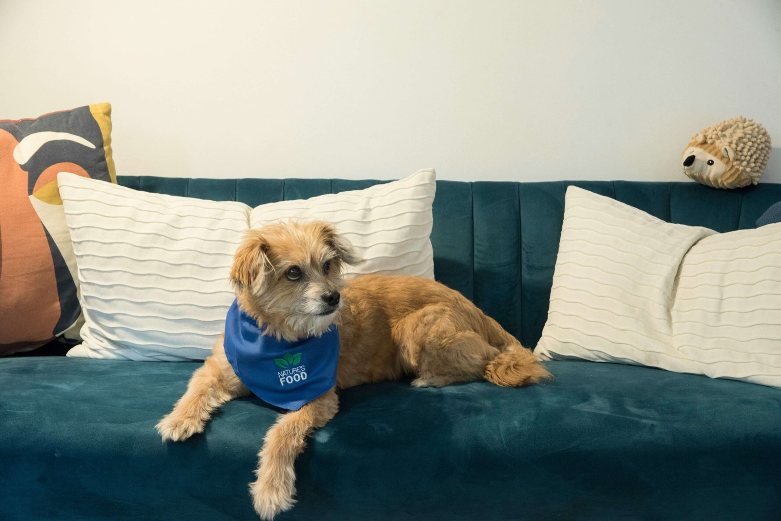 Dog Nose Dripping Clear: Best 7 Expert Tips!
