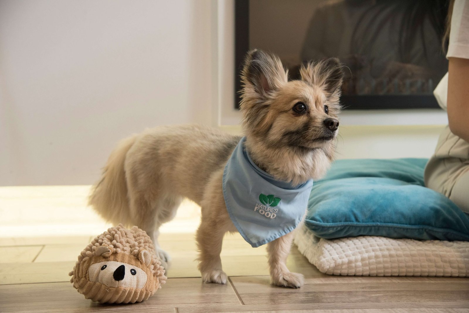 Can I Put Vaseline on My Dogs Wound? Best 7 Expert Tips!