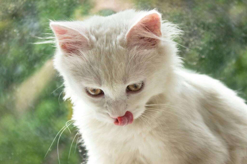 Why Does My Cat Stick the Tip of His Tongue Out? Best 7 Tips