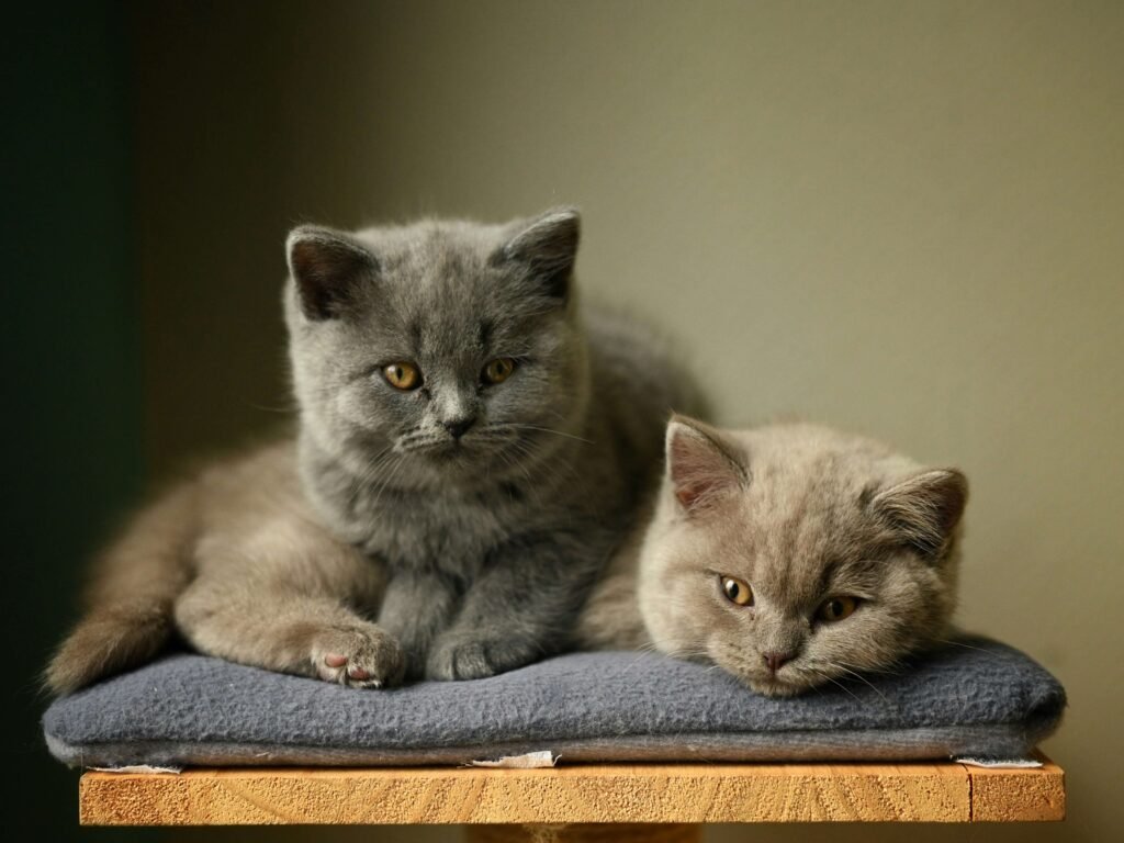 British Shorthair Cat Price: Best 7 Expert Tips!