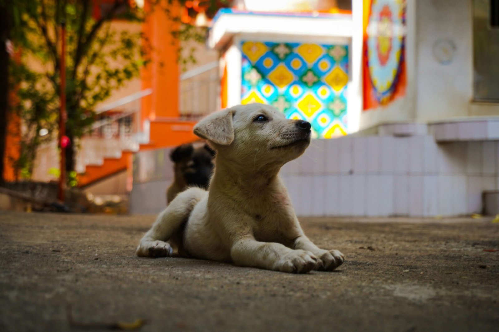 Can a Dog Break Its Tail? Best 7 Expert Tips!