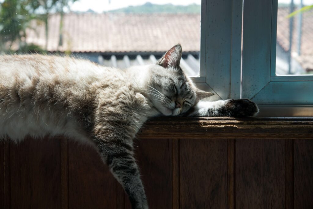 How Long Does a Cat Hold a Grudge? Best 7 Behavior Tips!