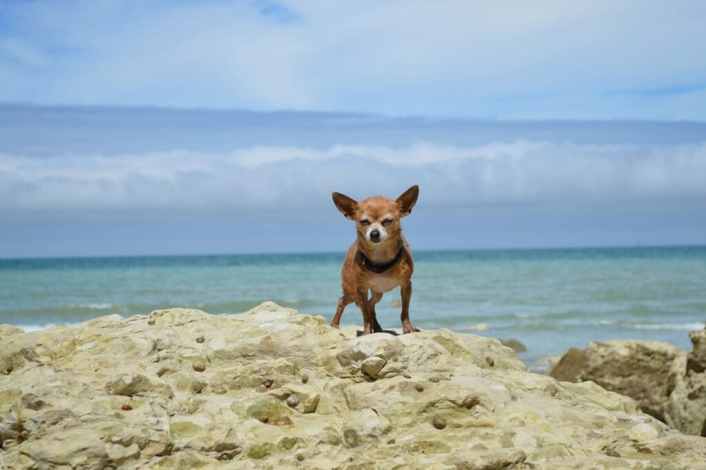 Flea Poop on Dog: Best 7 Expert Tips!