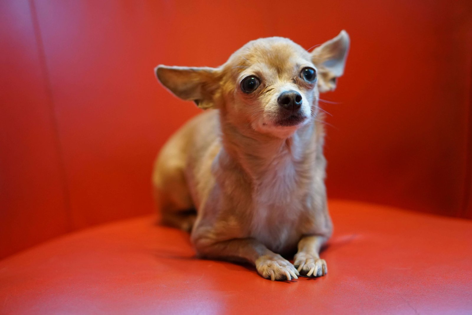 Old Dog Coughing and Gagging: Best 7 Expert Tips!