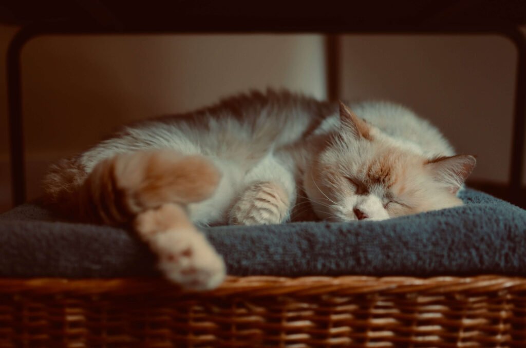 Understanding Cat Ear Polyps: Best 7 Expert Tips!