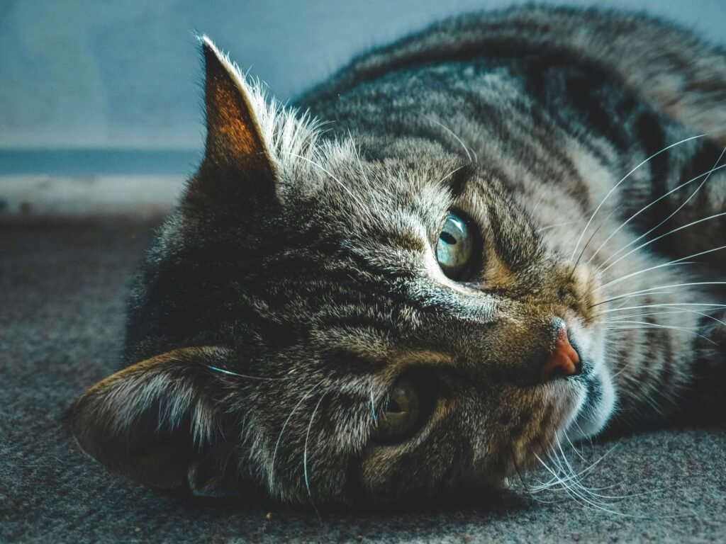 When Your Cat Wakes You Up Meowing: Best 7 Expert Tips!