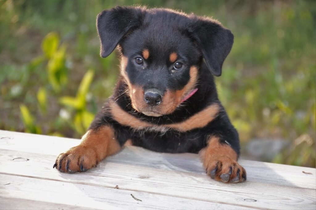 Understanding Dog Salivary Gland Cancer: Best 7 Health Tips!