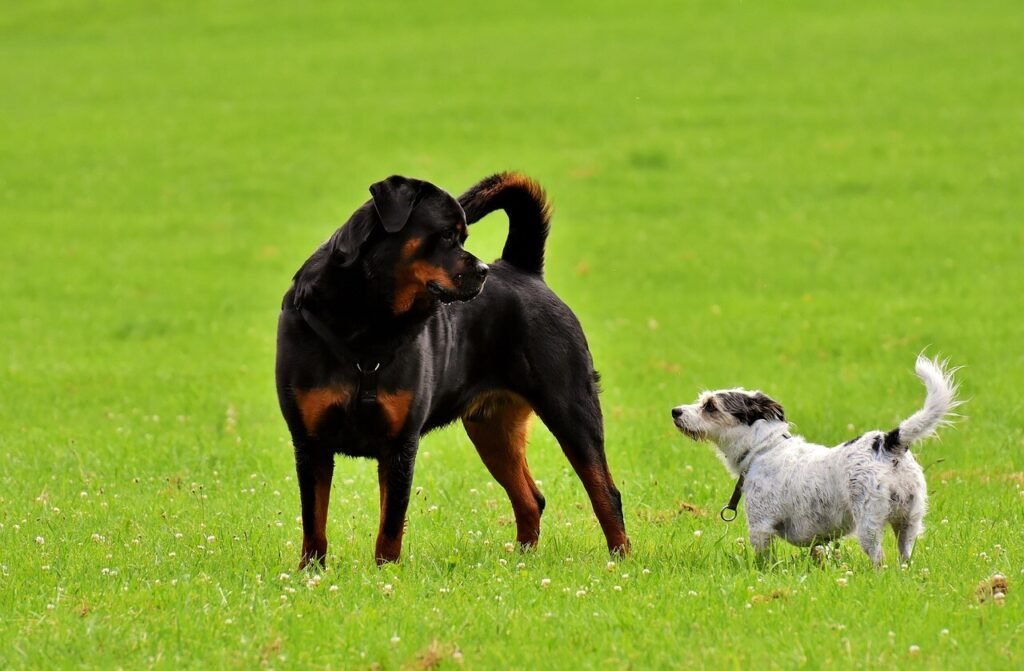 Understanding Uveodermatologic Syndrome in Dogs: Best 7 Tips